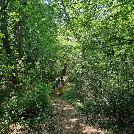 Sol Dolcevita 奈维斯